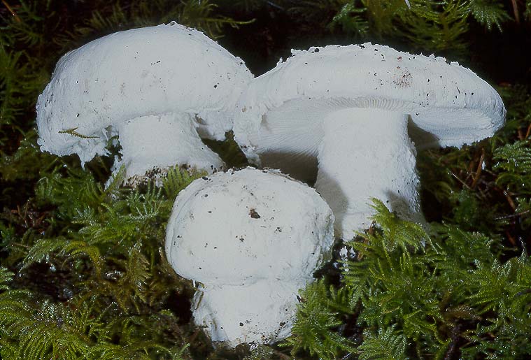 Amanita silvicola